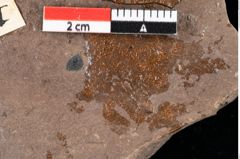 Foto (Detailansicht) von Sphaeria daphnes Ettingshausen (NHMW-GEO-2024-0188-0030)